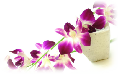 �f���t�@��