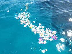 �C�ɕ����ԉԂт�