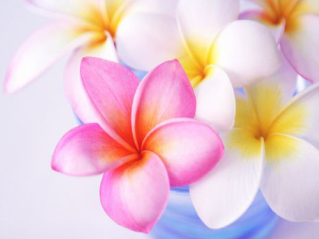 プルメリア